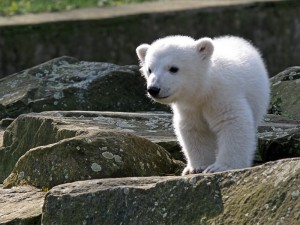 Der Eisbär Knut in jungen Jahren