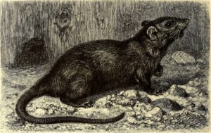 Holzschnitt einer Ratte in Brehms Thierleben